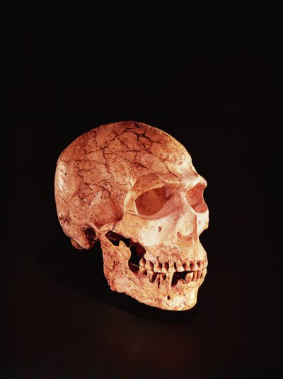 Neanderthal Skull, Discovered on Mt Carmel, Palestine by Prehistoric